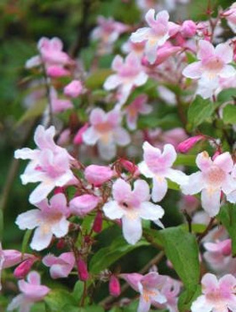 Kolkwicja chińska Różowy Bush