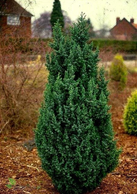 Jałowiec chiński Obelisk