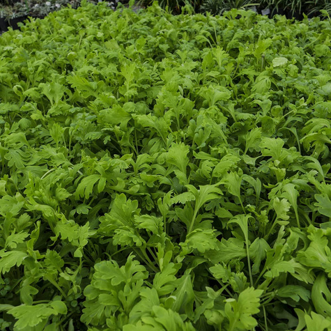 Mak syberyjski Pop-up White (C2)