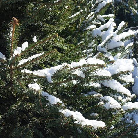 Świerk kłujący Apache