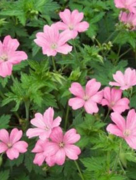 Bodziszek Endressa Wargrave Pink (C2)
