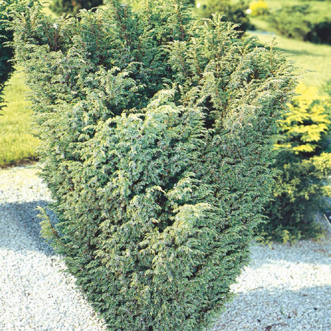 Jałowiec łuskowaty Gold Tip (C2)