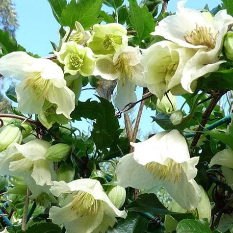 Powojnik cirrhosa Clematis Jingle Bells