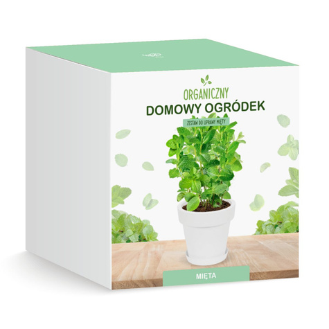 Zestaw do uprawy Mięty na parapet