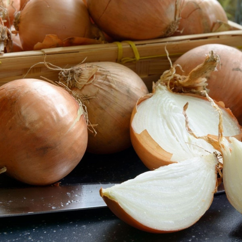 Cebula żółta Bila późna 500g