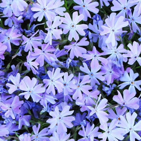 Płomyk szydlasty Floks niebieski (C2)