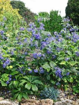 Powojnik Clematis barszczolistny rurkowaty Cassandra (C2)