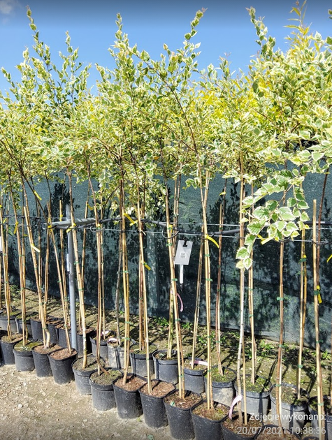 Brzoza nadrzeczna czarna Shilon Splash szczepiona na pniu