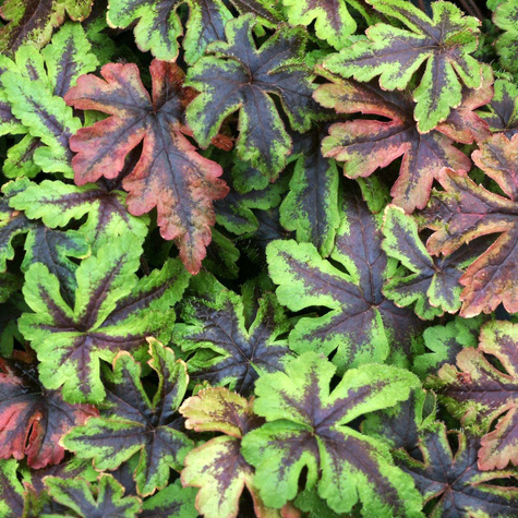 Tiarella Jeepers Creepers (C2)