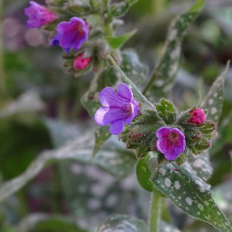 Miodunka Raspberry Splash (C2)