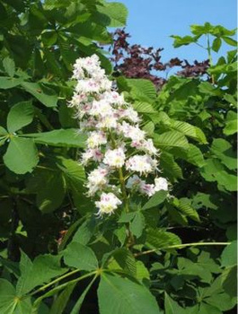 Kasztanowiec zwyczajny Pyramidalis