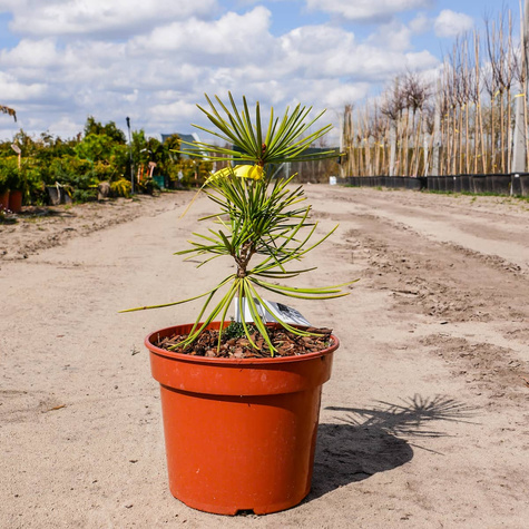 Sośnica japońska 'Gold Stuck'