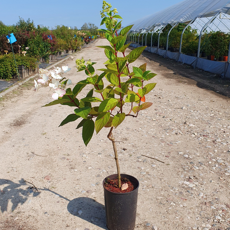 Hortensja Angels Blush szczepiona na pniu