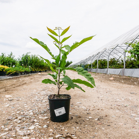 Orzesznik jadalny Orzech pekan (C2)