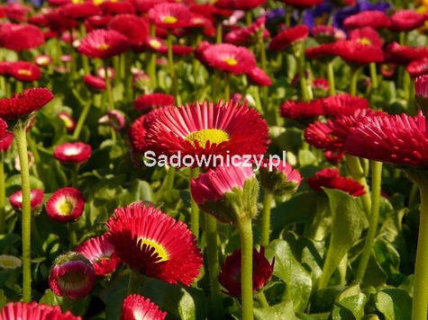 Stokrotka trwała czerwona 0,1 g