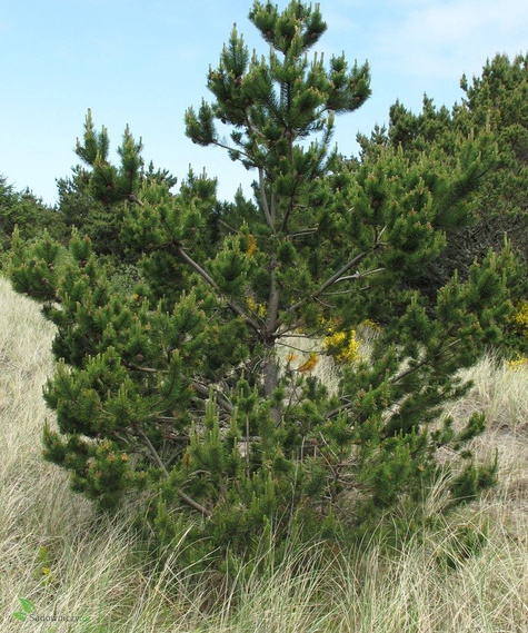 Sosna czarna 80-140 cm