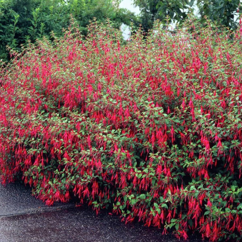 Fuksja magellańska Riccartonii (C2)