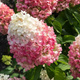 Hortensja bukietowa Pink Promise (P9)