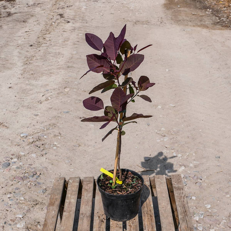 Perukowiec podolski Grace (C2)