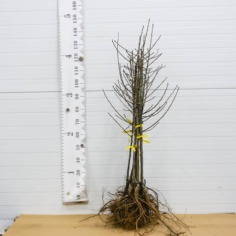 Śliwa Durancle Plant Pack