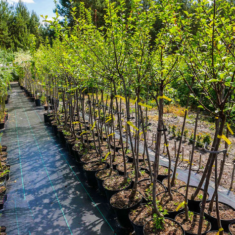 Migdałek różowy szczepiony na pniu