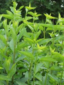 Forsycja pośrednia 'Tharandt'