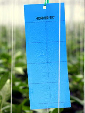  Małe niebieskie tablice lepowe Horiver-Tr 10 szt (25x10cm) Wysyłka Gratis