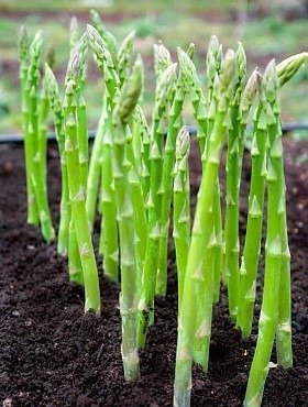 10 sadzonek Szparagi Gijnlim zielony biały hybryda