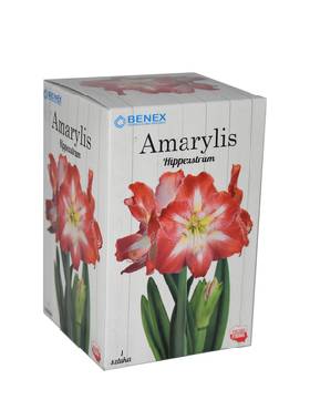 Amarylis biało- czerwony w pudełku