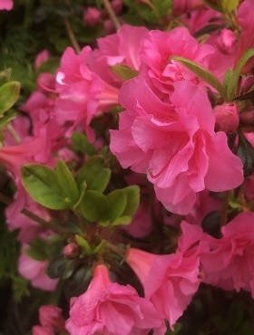 Azalia japońska Babuschka różowa pełna 