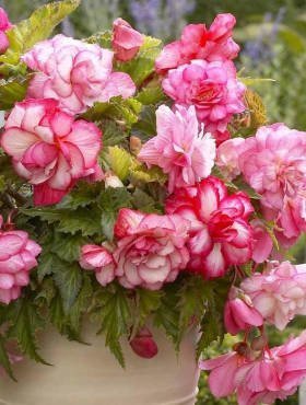 Begonia bulwiasta Pendula Pink Balkony pełna pachnąca