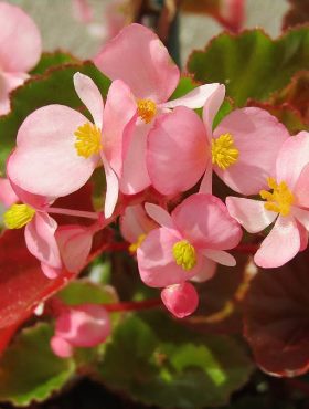 Begonia stale kwitnąca różowa czerwonolistna 0,1g Plantico