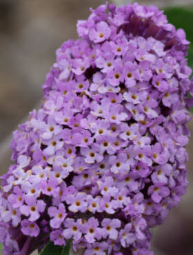 Budleja Flutterby 'Lavender' (C2)