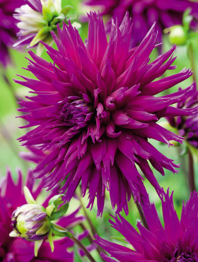 Dalia Kaktusowa Purple Gem fioletowa