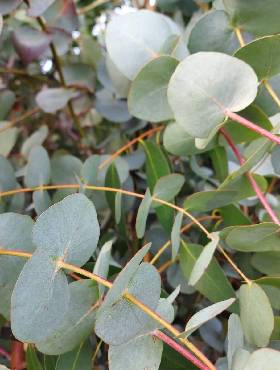 Eukaliptus właściwy (10 szt.)