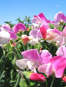 Groszek pachnący biało-różowy Pansy Lavender Flush 2g