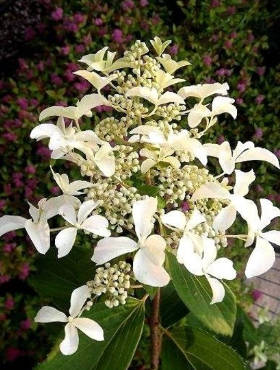 Hortensja bukietowa Great Star atrakcyjne i pachnące kwiaty
