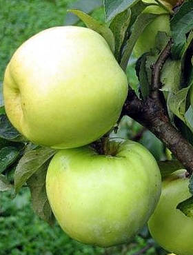 Jabłoń Antonówka Masłowa Plant Pack 