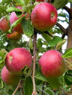 Jabłoń Delikates Plant Pack 