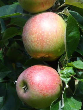Jabłoń Grochówka Plant Pack 