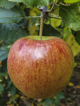 Jabłoń Lired Plant Pack
