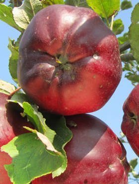 Jabłoń Malinowa Oberlandzka Plant Pack