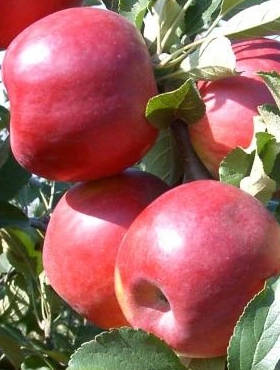 Jabłoń Paulared w doniczce C2