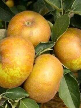 Jabłoń Reneta Blachowa Plant Pack