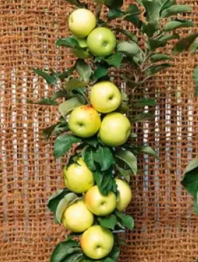 Jabłoń kolumnowa Bolero w doniczce