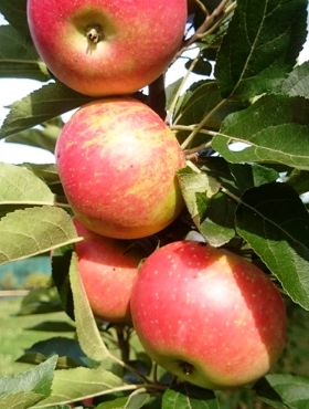 Jabłoń kolumnowa typu Mango START PACK