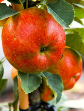 Jabłoń kolumnowa typu Rondo START PACK