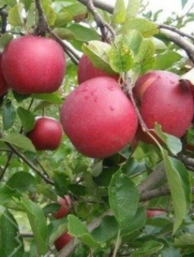 Jabłoń typu Dark Rubin Plant Pack
