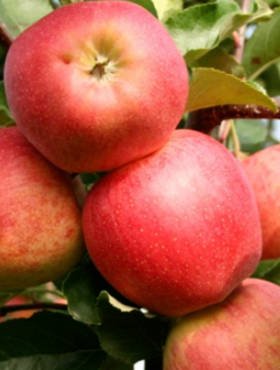 Jabłoń typu Jonagored Supra Plant Pack 