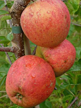 Jabłoń typu Pinova Pinowa Plant Pack 
